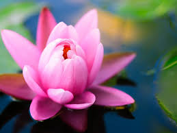 Ignite your Bliss